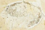 Cretaceous Fish (Nematonotus) with Lobster & Shrimp - Lebanon #201361-4